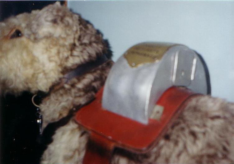 Woking Homes collecting dog